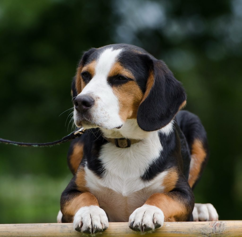 Beagle Mixes