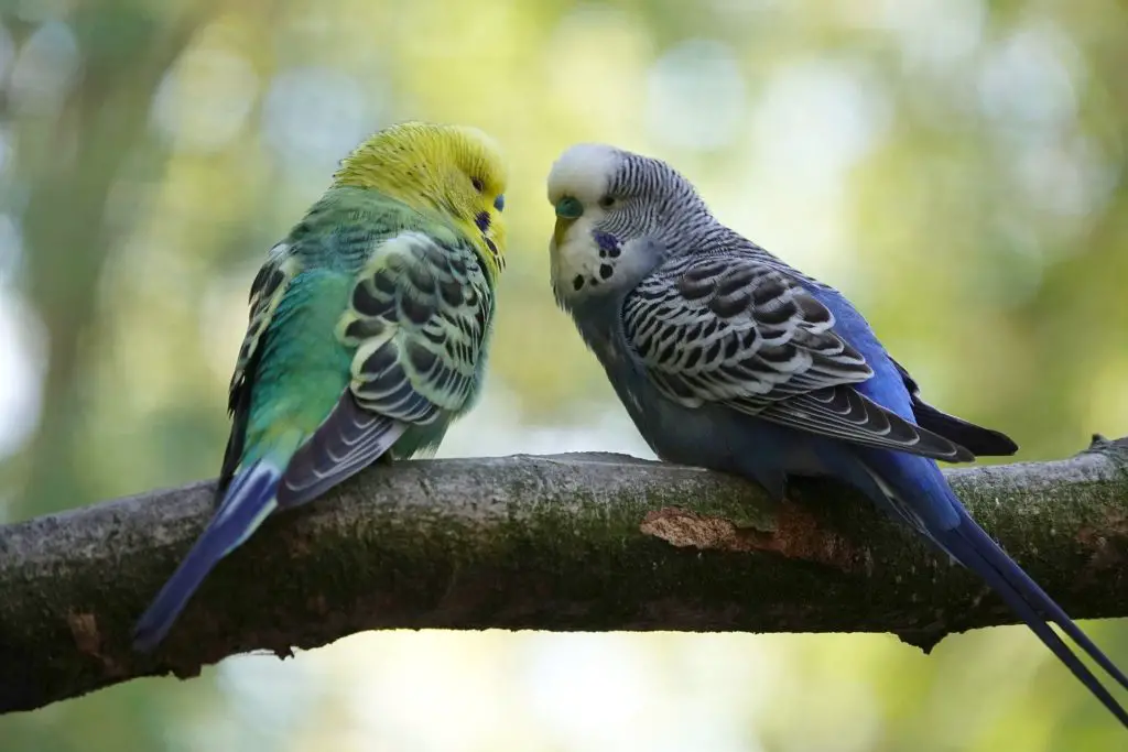 Can Parakeets Eat Cucumber Seeds