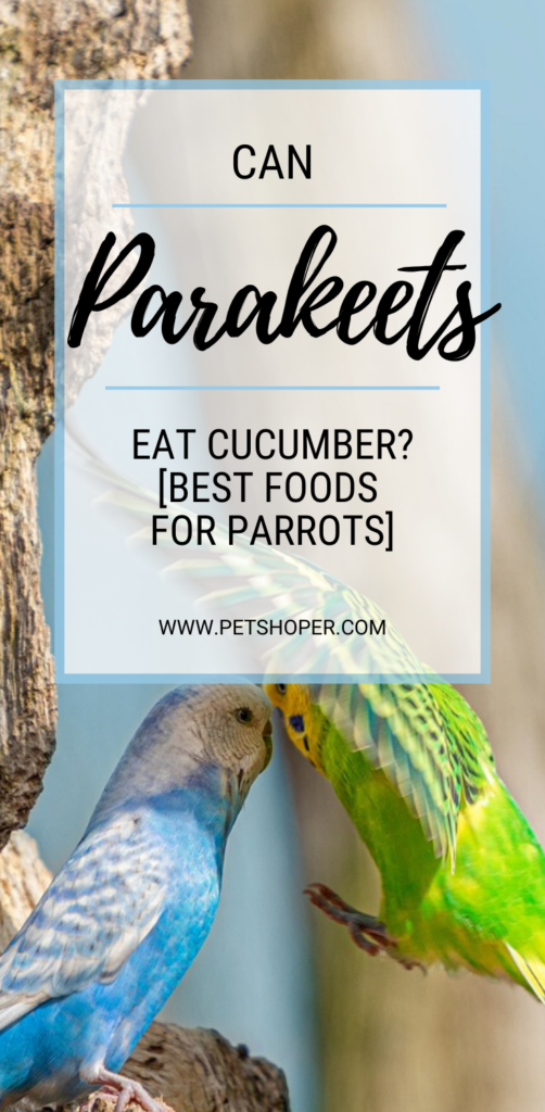 Can Parakeets Eat Cucumber pin