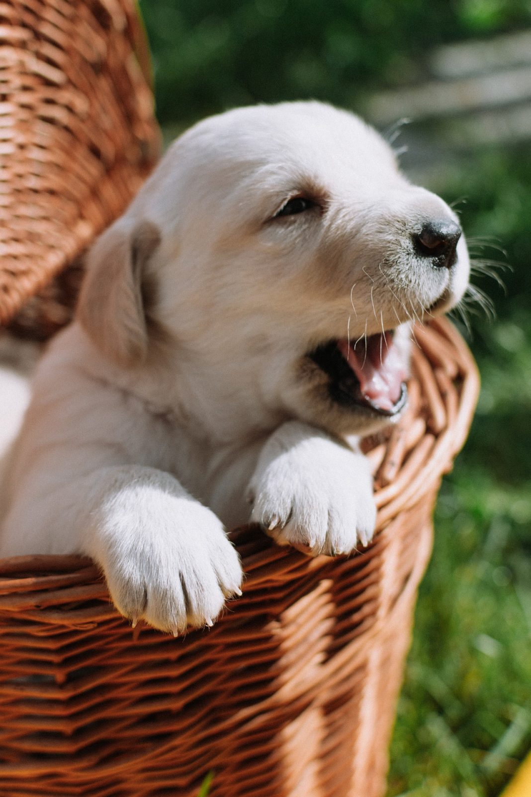 names-for-boy-puppies-100-best-cute-ideas-petshoper