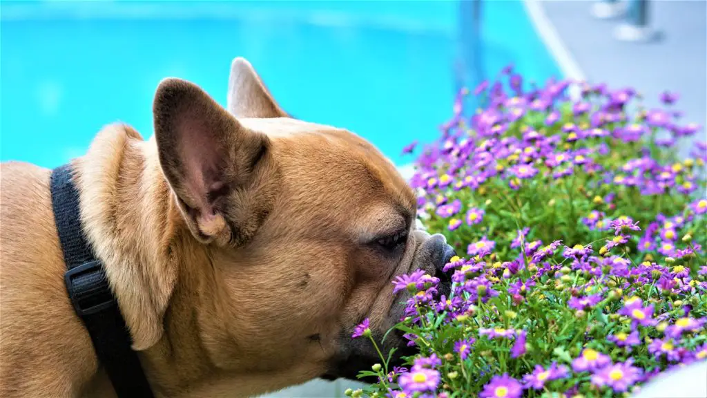 Cute Flower Dog Names