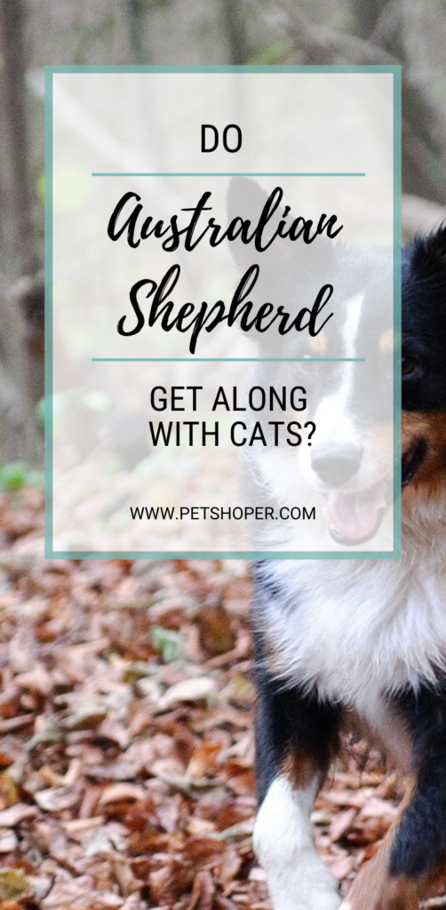 Do The Australian Shepherd Get Along With Cats pin