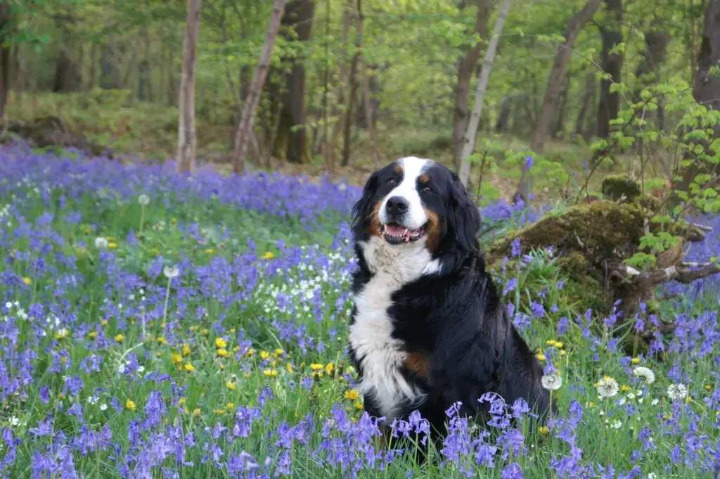 Flower Dog Names Male