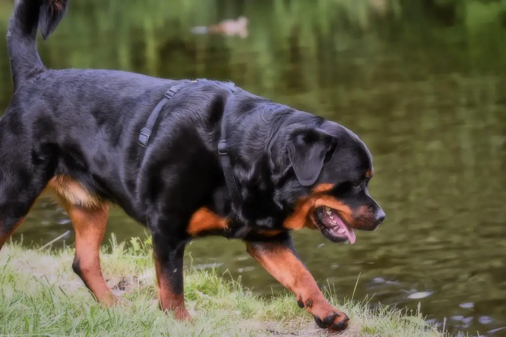 Growth Of Rottweilers