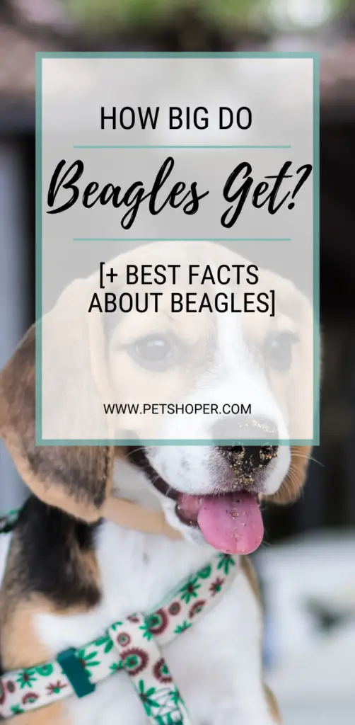 How Big Do Beagles Get pin