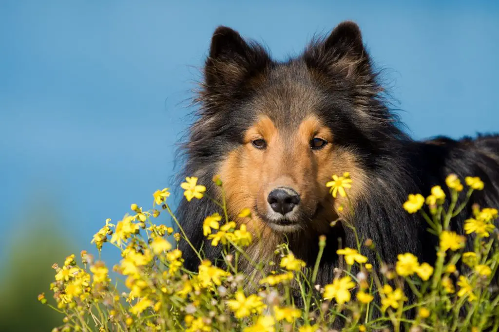 Popular Flower Dog Names