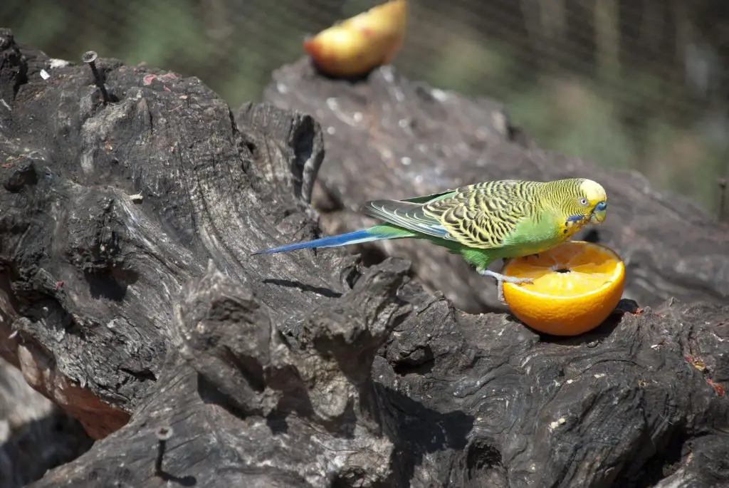 What Fruits And Veggies Can Parakeets Eat