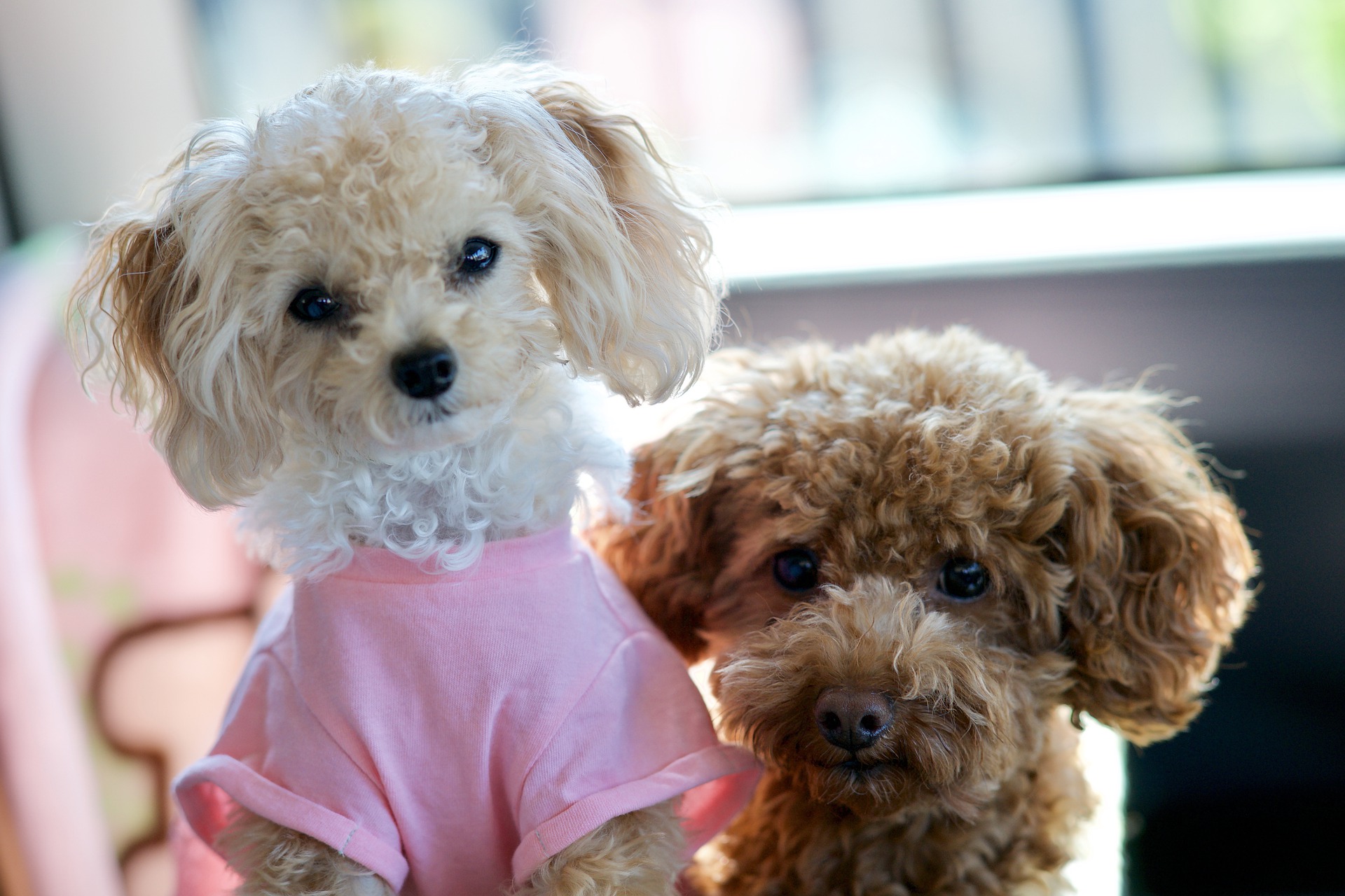 mini poodles