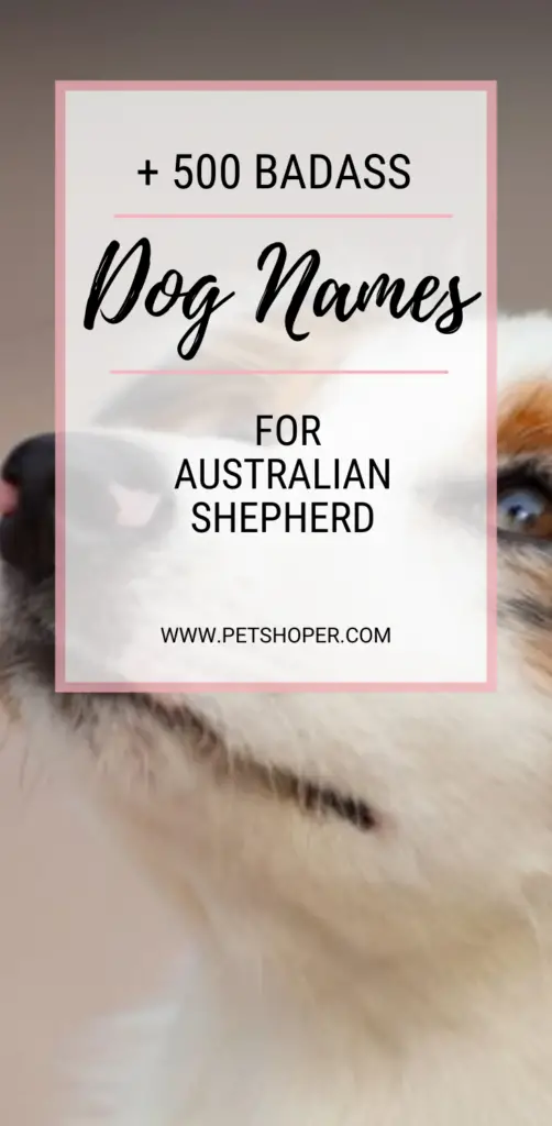 Badass Dog Names For Australian Shepherd pin
