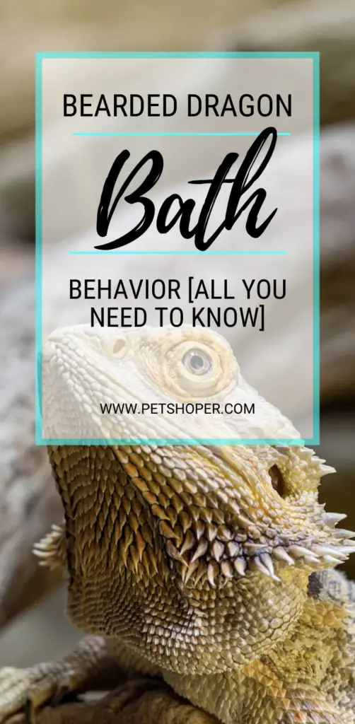 Bearded Dragon Bath Behavior PIN