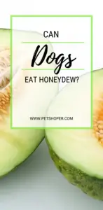 Can Dogs Eat Honeydew? Is Honeydew Safe For Dogs? - PetShoper