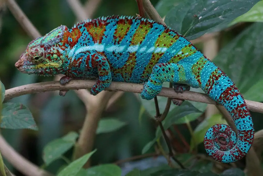 How Often Should I Mist My Panther Chameleon