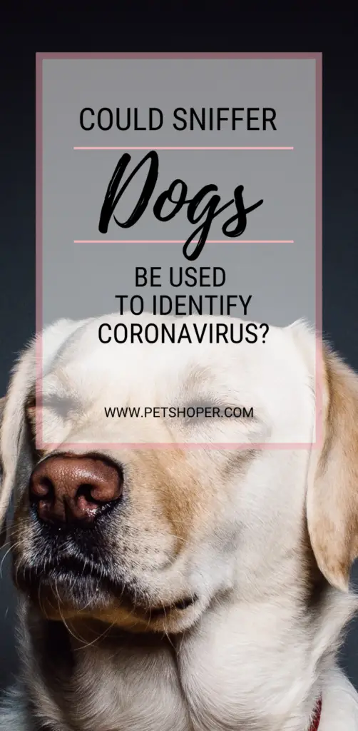 Could Sniffer Dogs be Used to identify CORONAVIRUS pin