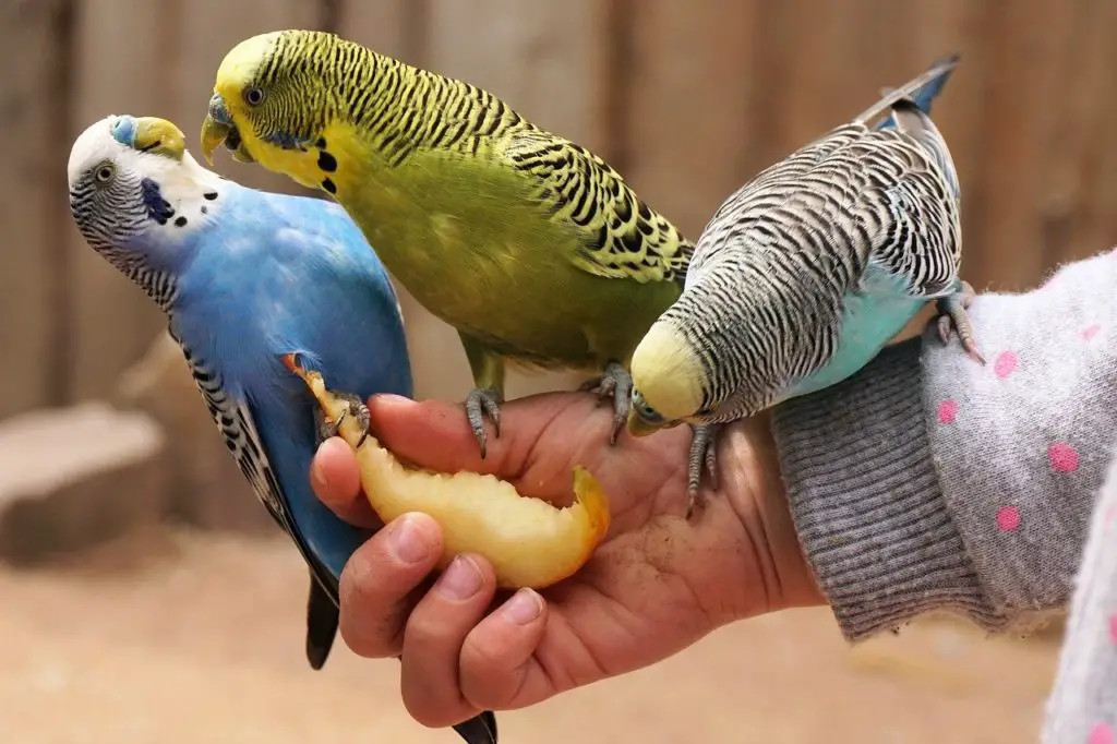 what food can parakeets not eat