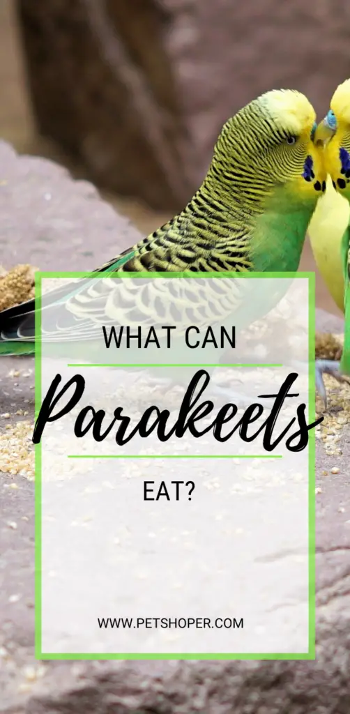 what can parakeets eat pin