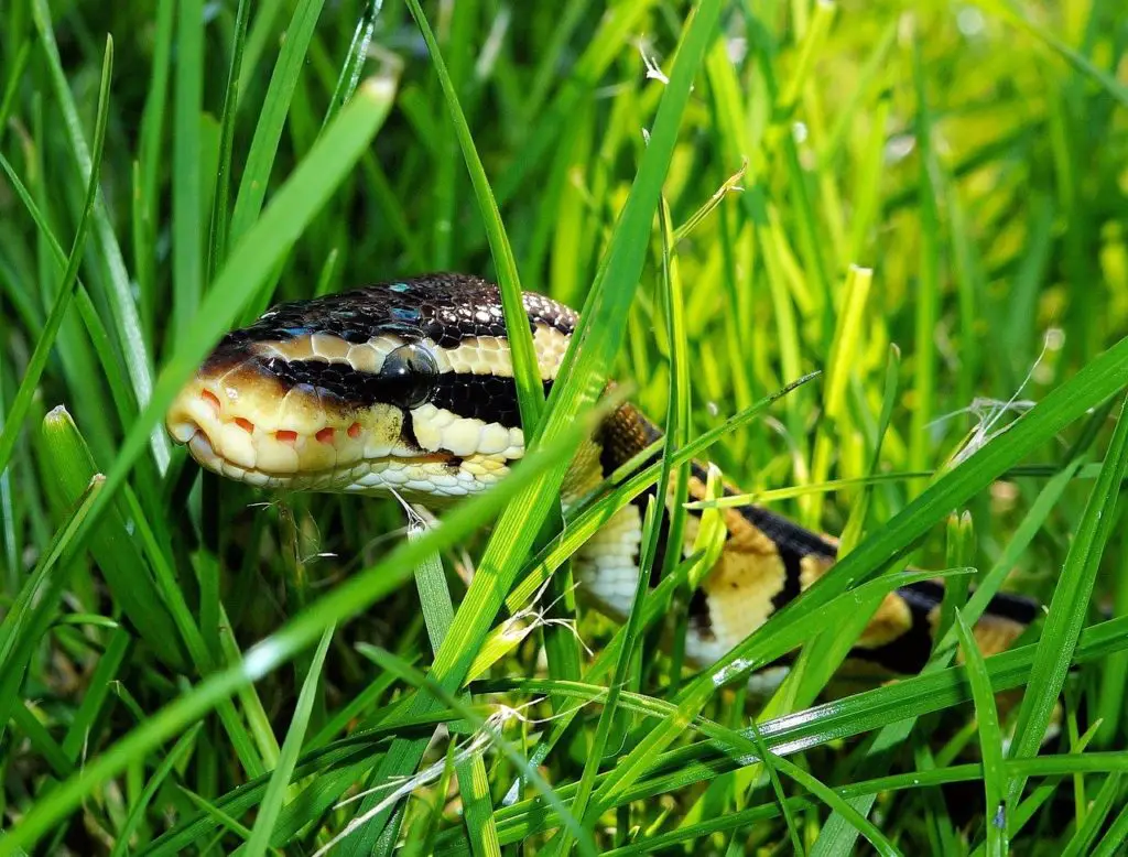 Ball Python