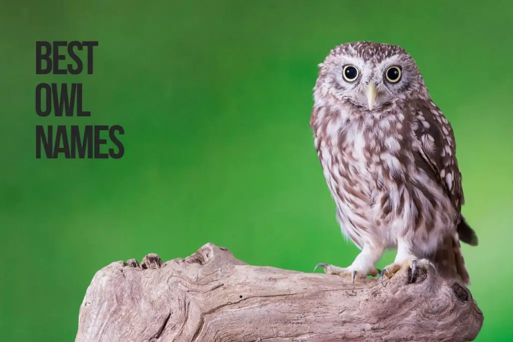 Best Owl Names