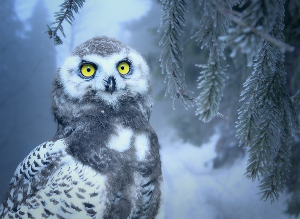 Snowy Owl Names