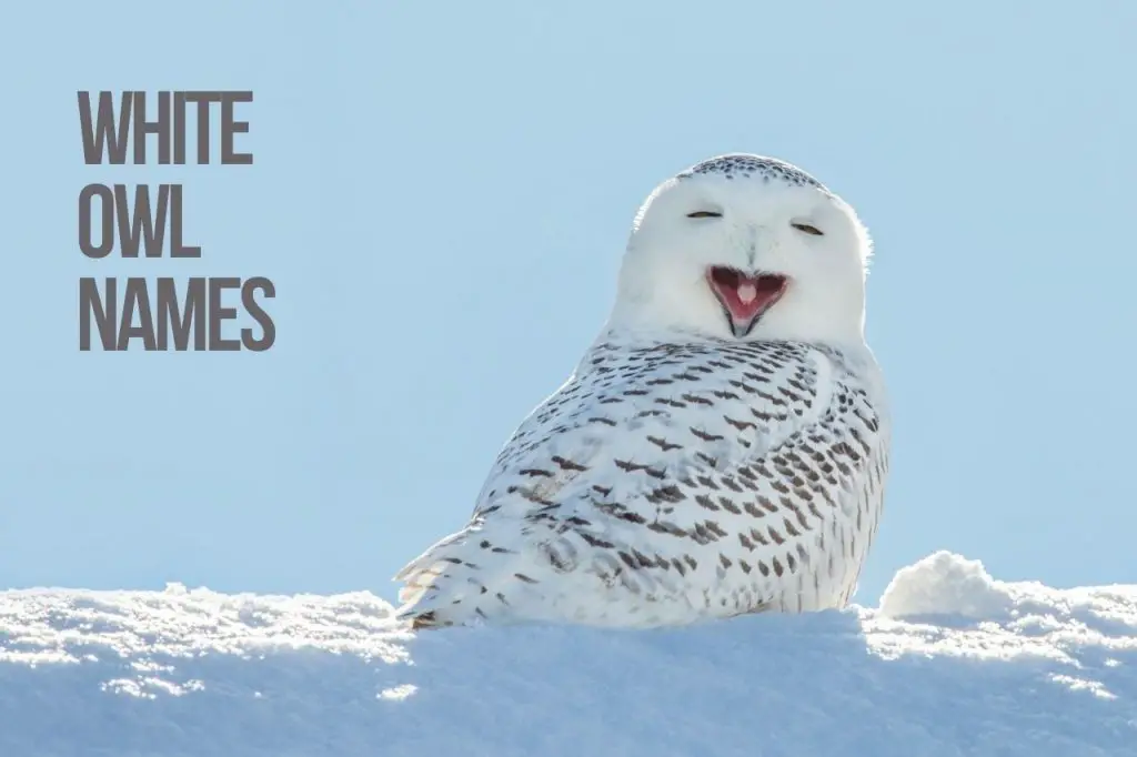 White Owl Names