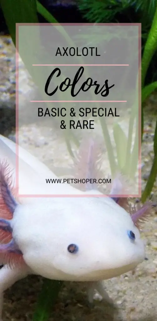 Axolotl Colors pin