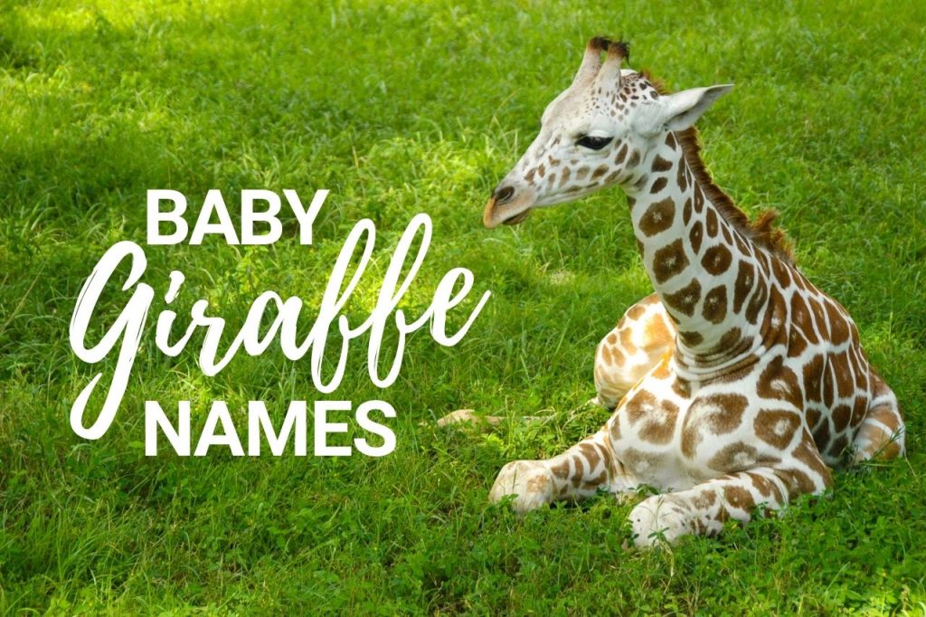 Baby Giraffe Names