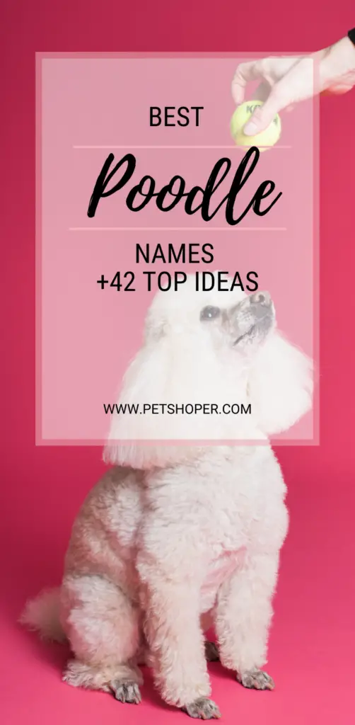 Best Poodle Names pin