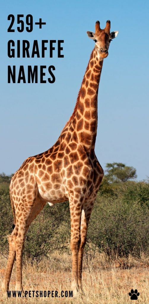 Giraffe Names pin