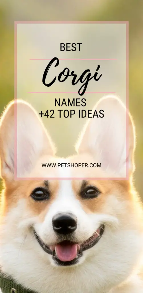 best corgi names pin