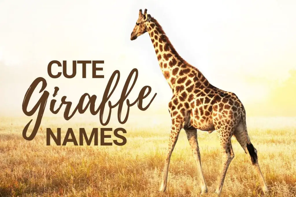 cute giraffe names