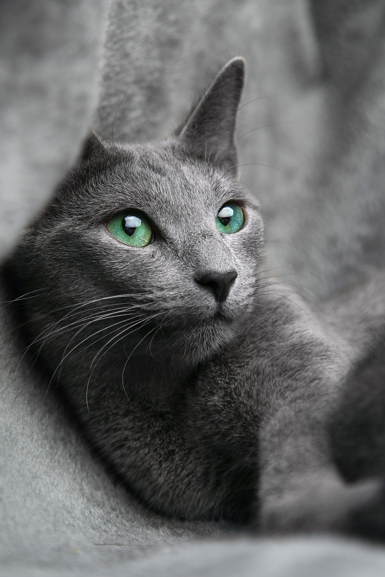 Do Russian Blue Cats Like Water Do Russian Blue Cats Like Water
