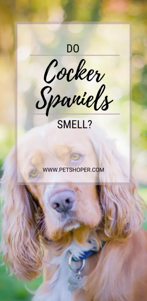 Do cocker spaniels smell pin