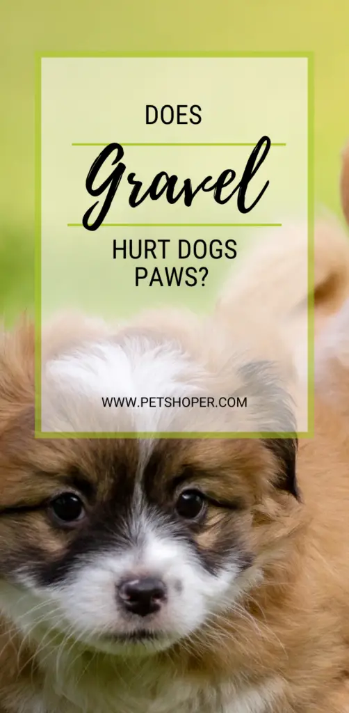 Does Gravel Hurt Dogs Paws pin