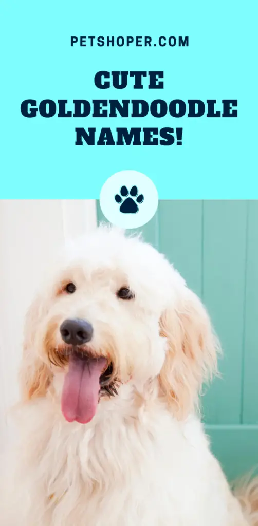 Goldendoodle Names pin