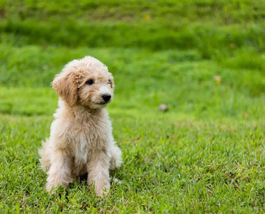 Goldendoodle Puppy Names