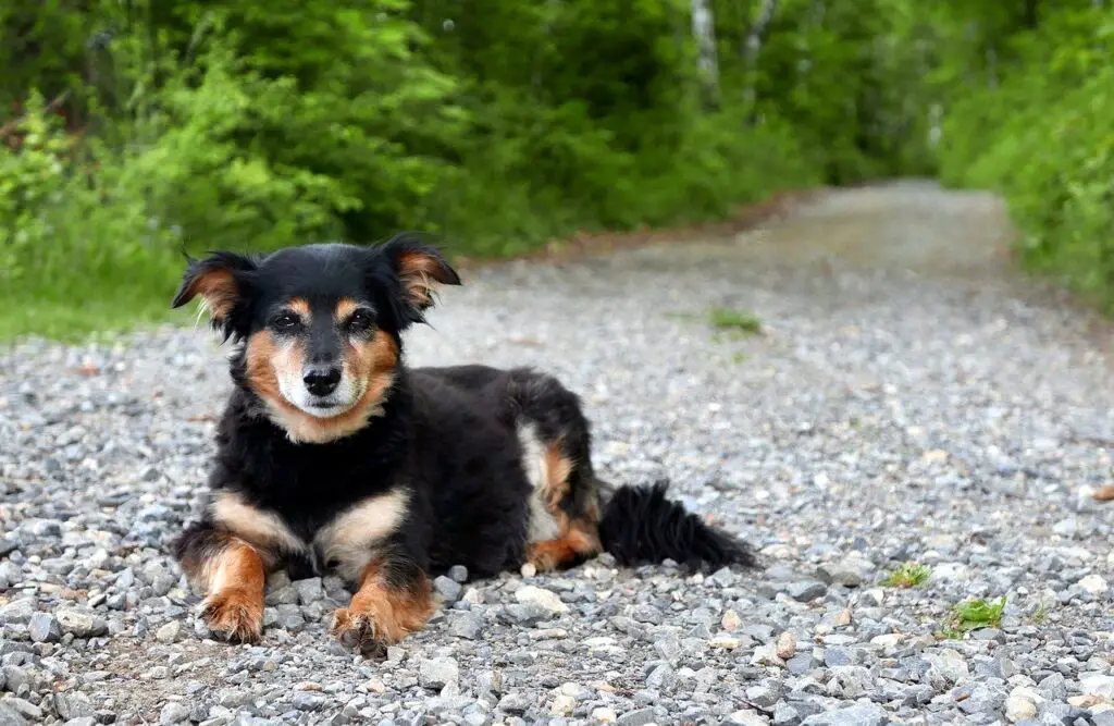 What Is The Best Gravel For A Dog Run