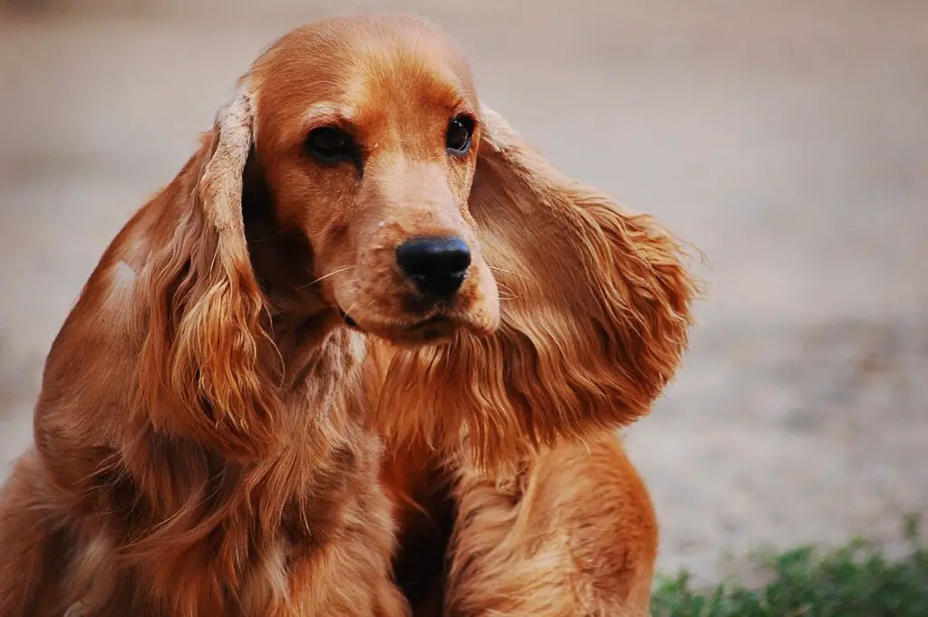 Why Do Cocker Spaniels Ears Stink