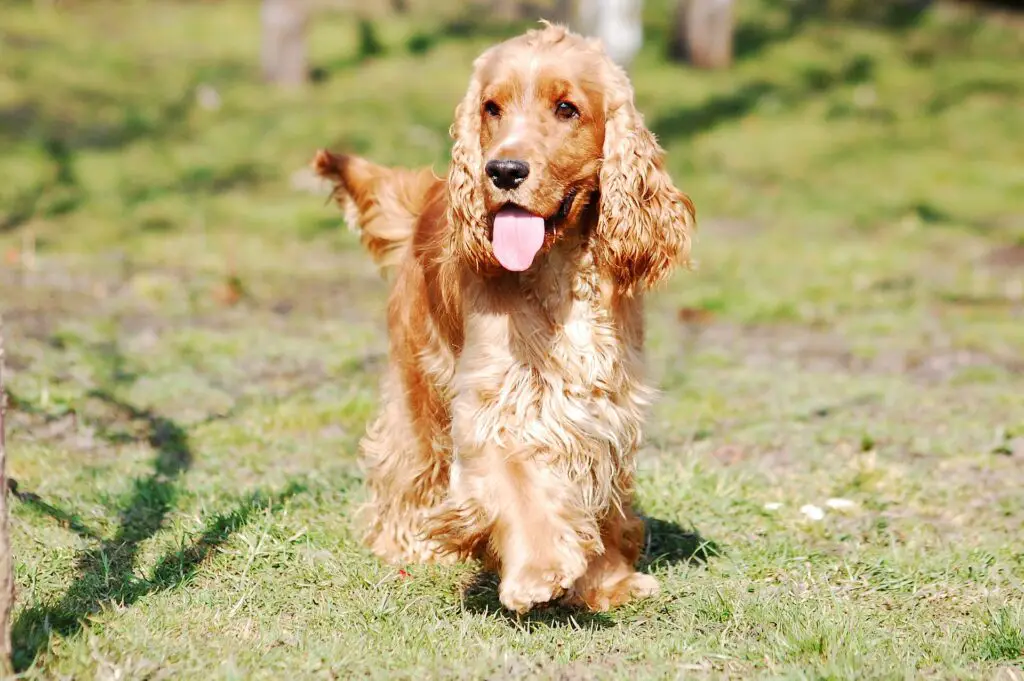 Do Cocker Spaniels Smell? How to reduce the smell? | PetShoper