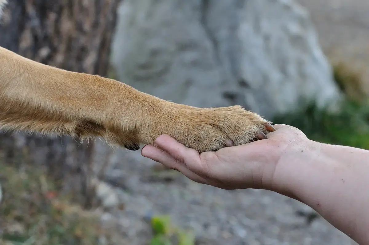 what gravel is best for dogs