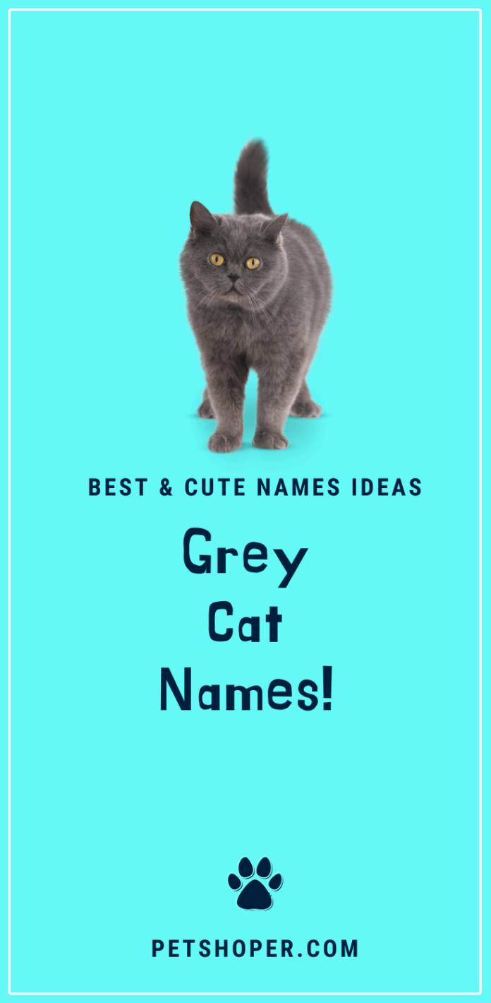 Grey Cat Names +41 AWESOME Ideas [with Video]