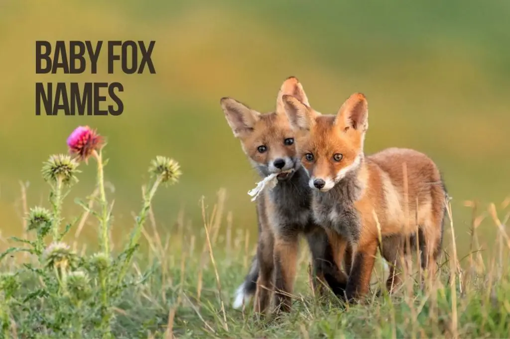 Baby Fox Names