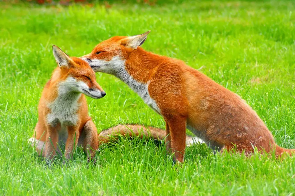 Cute Names For Foxes