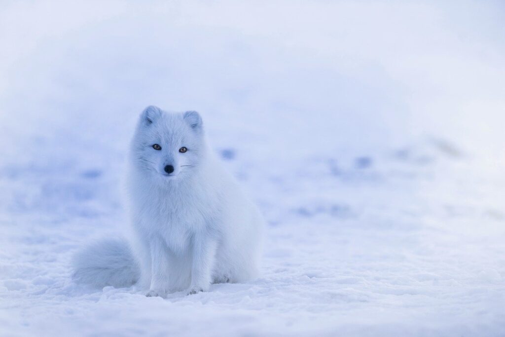 Female Fox Names