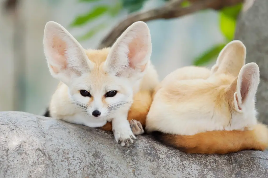 Fennec fox