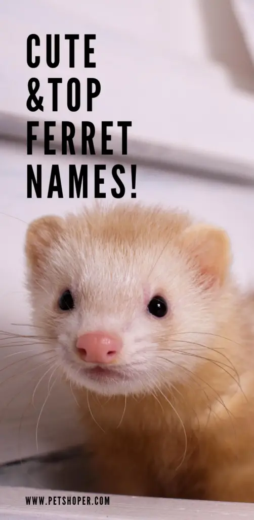 Ferret Names PIN