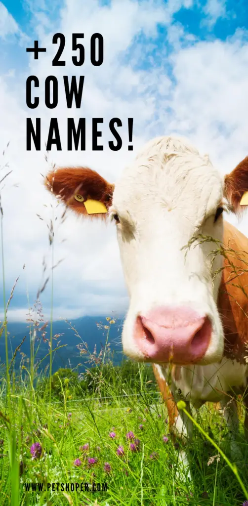 cow names pin