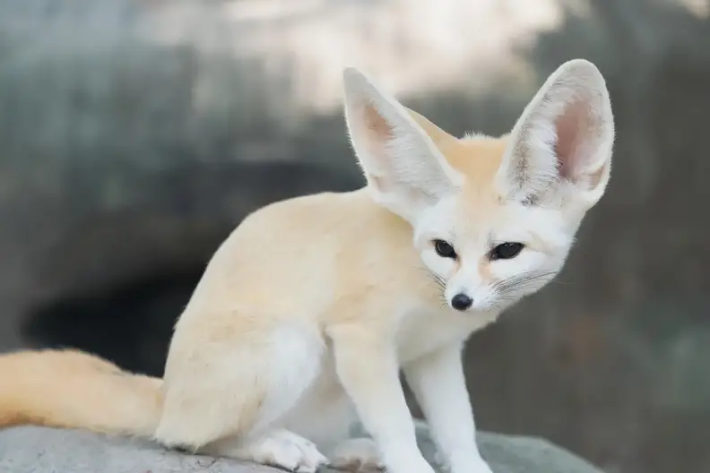 Fox Names 100+ Cute & Unique Names [Male & Female] - PetShoper
