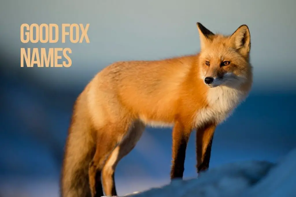 good fox names