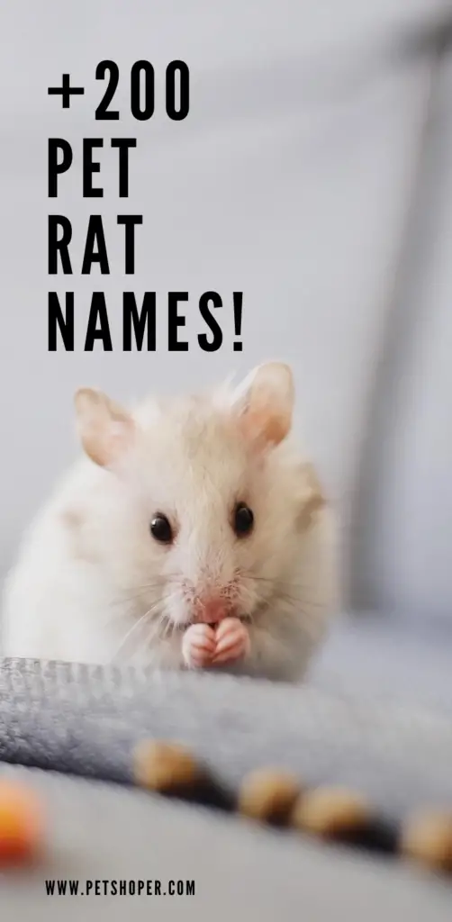 pet rat names