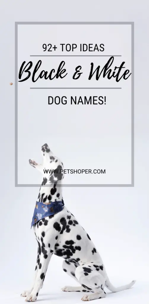 Black And White Dog Names pin