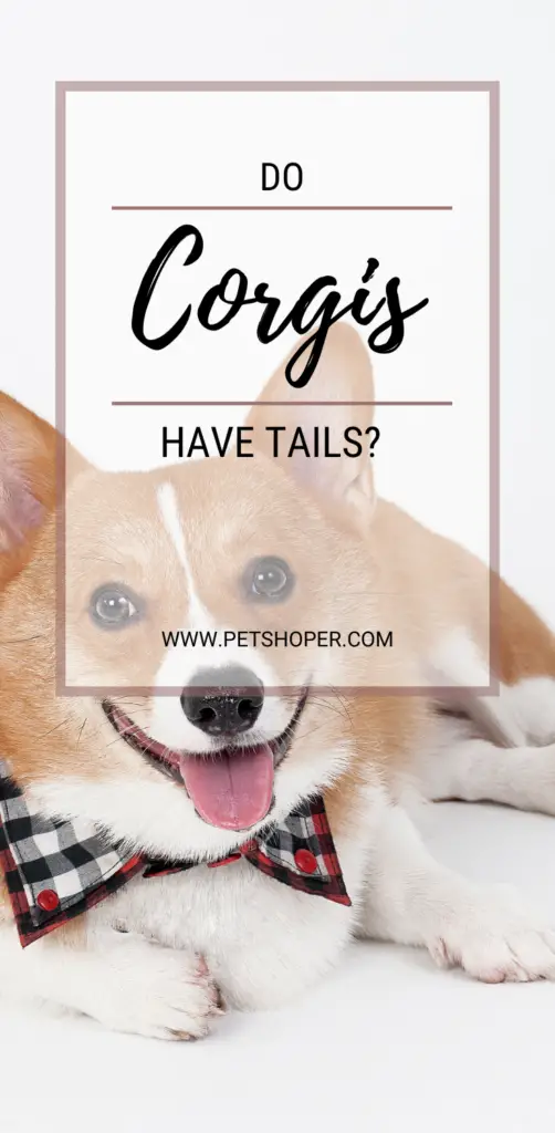 Do Corgis Have Tails pin